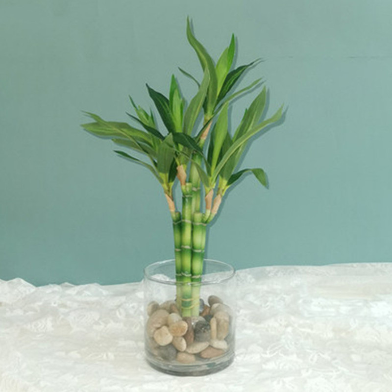Aquarium Fish To Buy - New 40cm rFtificial Lucky Bamboo Succulent