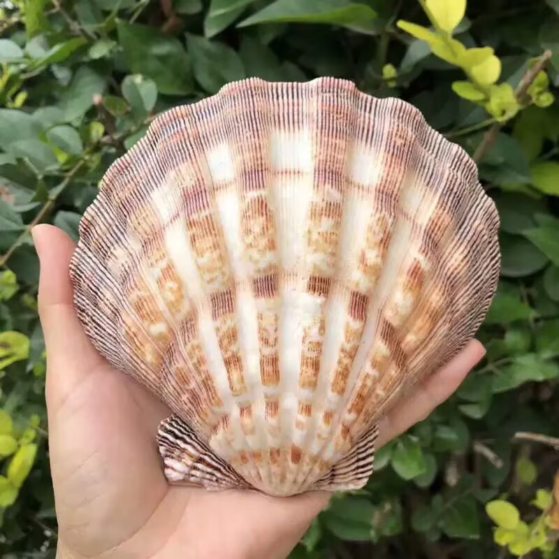 Aquarium Queen Fish - New Natural Queen Scallop Slices, Fish