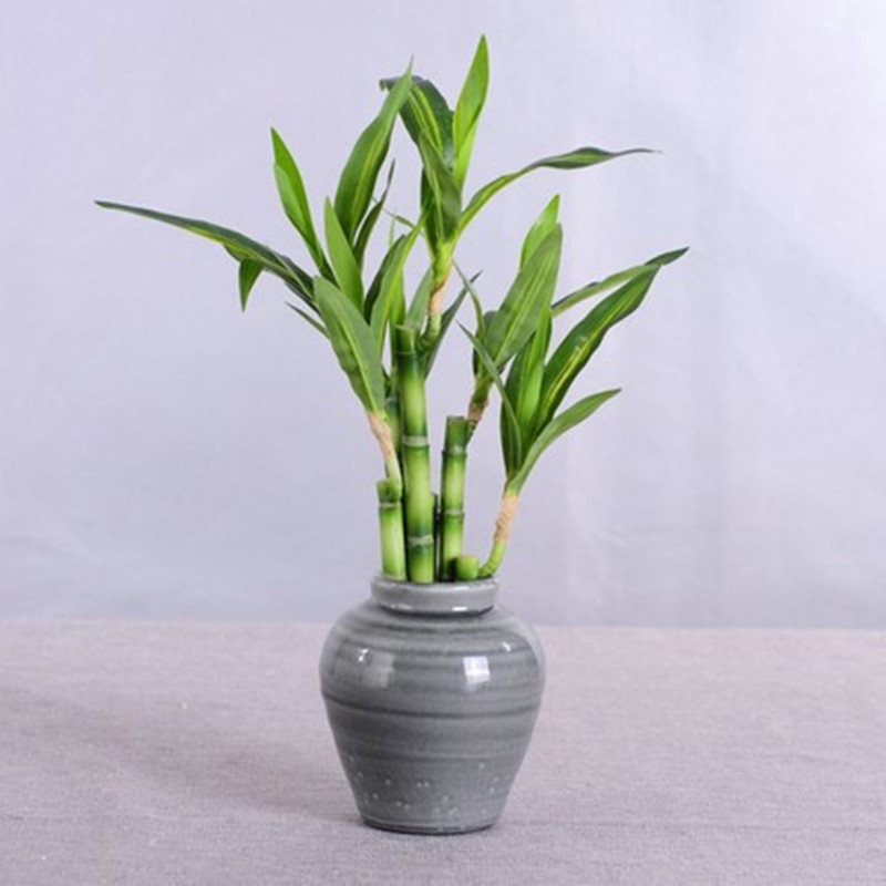 New 40cm rFtificial Lucky Bamb - Aquarium Fish To Buy recension och pris