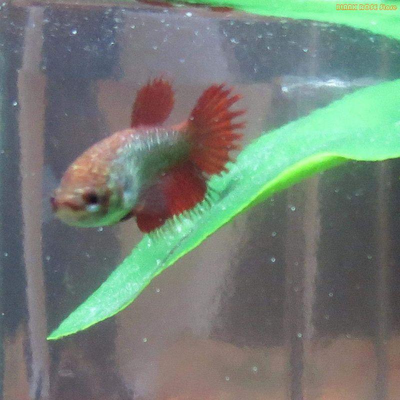 K1AE Plant Fish Bed for Fish T - Aquarium Fish Beautiful recension och pris