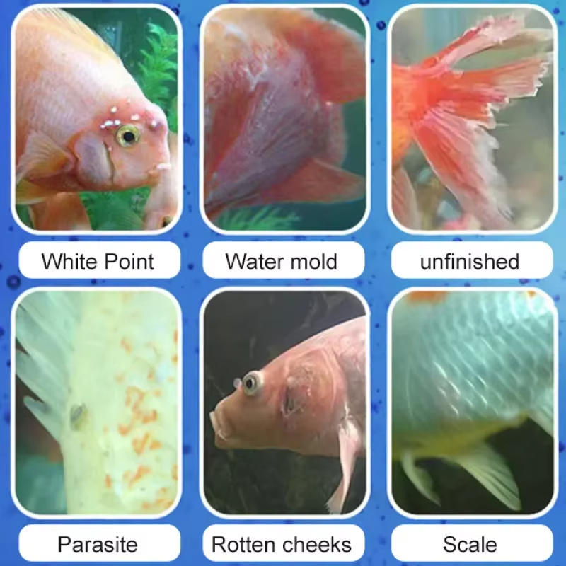 SIKEZHAN Fish Disease Treatmen - Aquarium Fish Freshwater recension och pris