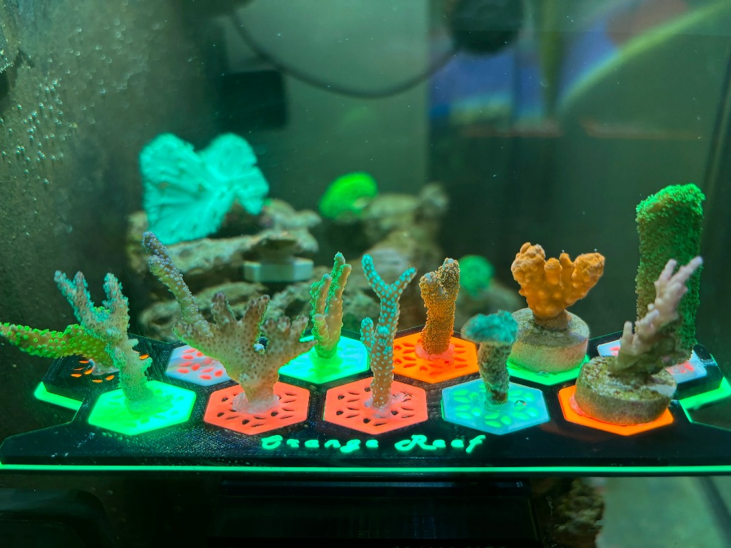 Fluorescent Coral Frag Plugs L - Aquarium Fish Reproduction recension och pris