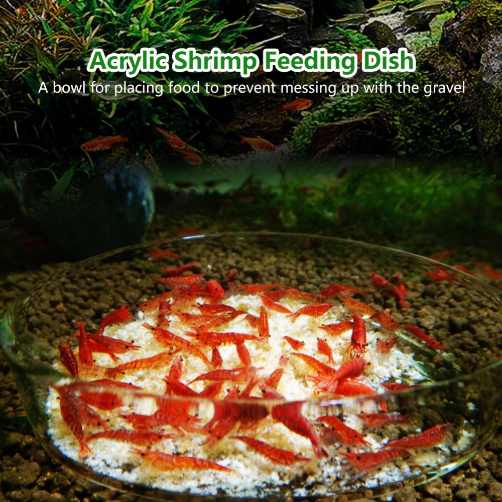 Acrylic Shrimp Feeding Dish Tr - Aquarium Fish Beautiful recension och pris