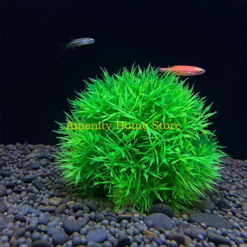 F26C Aquatic Plants Marimo for - Aquarium Fish Beautiful recension och pris