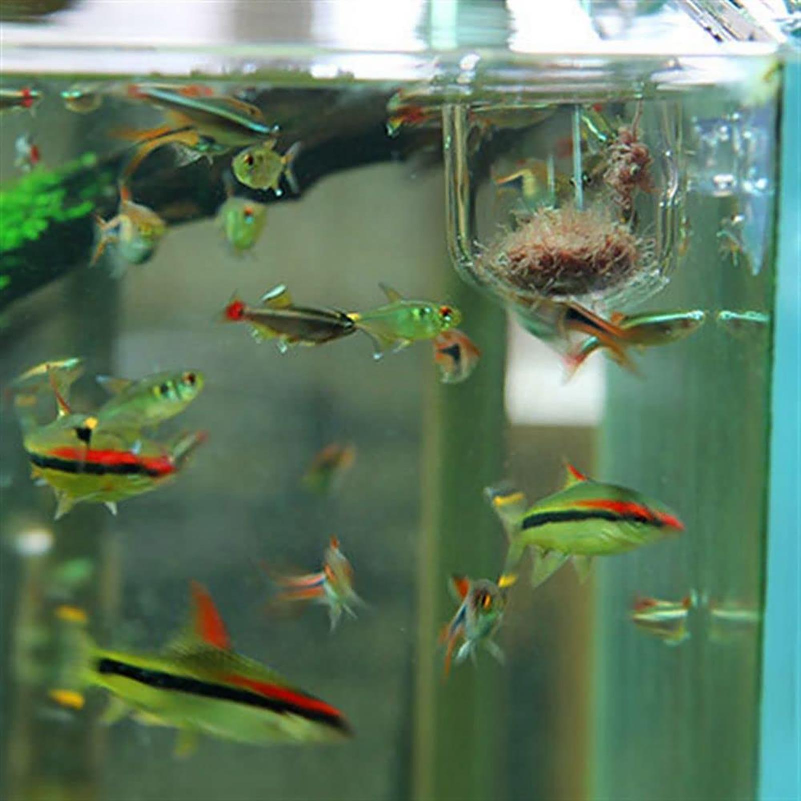 Aquarium Decoration Plant Cup  - Aquarium Fish Beautiful recension och pris