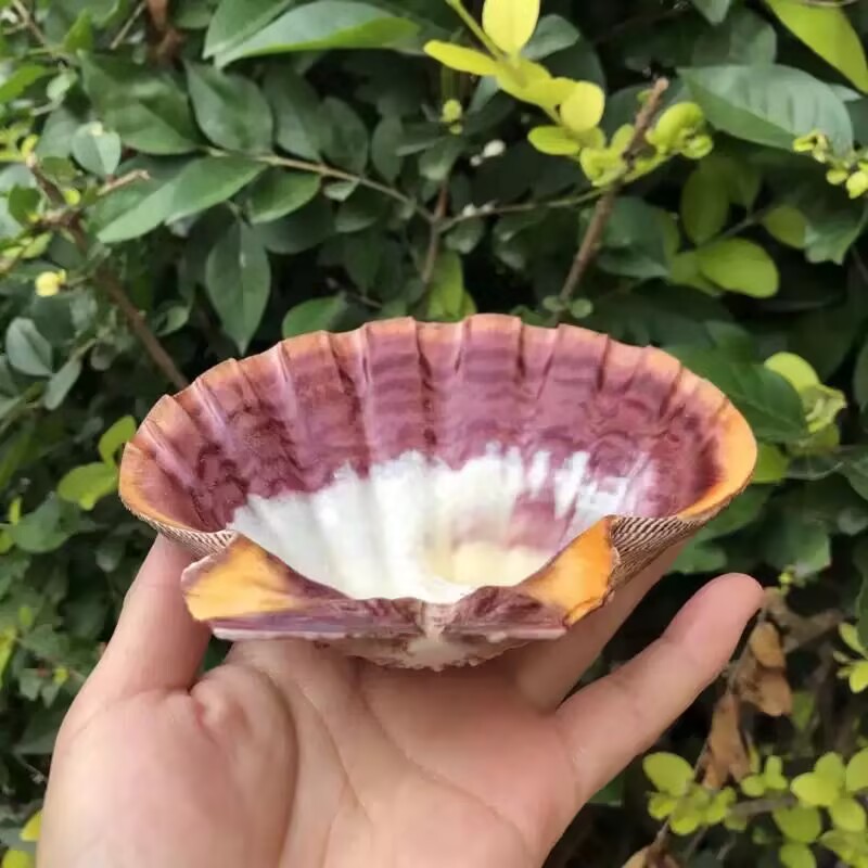 New Natural Queen Scallop Slic - Aquarium Queen Fish recension och pris