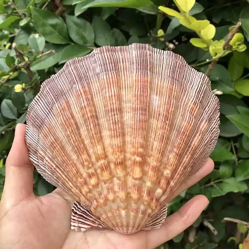 New Natural Queen Scallop Slic - Aquarium Queen Fish recension och pris