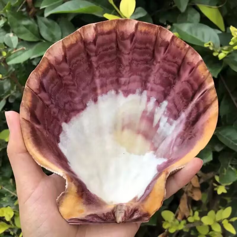 New Natural Queen Scallop Slic - Aquarium Queen Fish recension och pris
